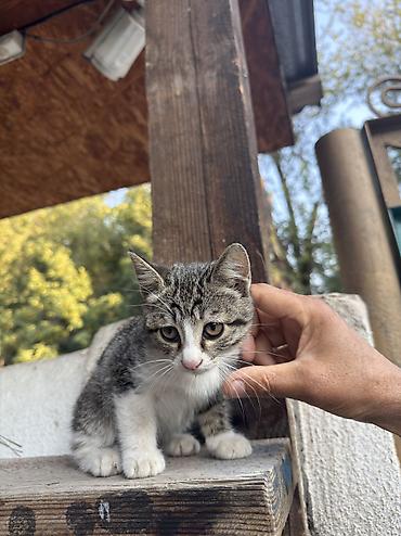 кошки белые: Кошка даром: Беспородная, 1 месяц, Мальчик, Приучена к лотку — 1
