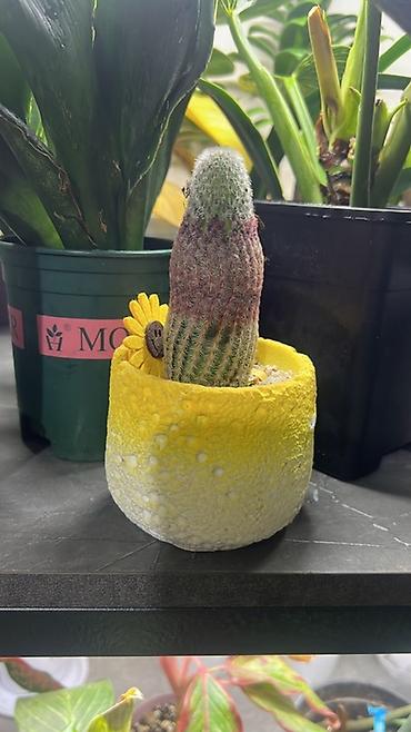 куст: Замиокулькас (ZZ plant) в горшках разных размеров. - — 7