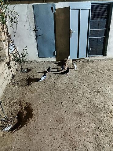 quşlar göyərçin: 7 dənə qiymət 150 manat — 2