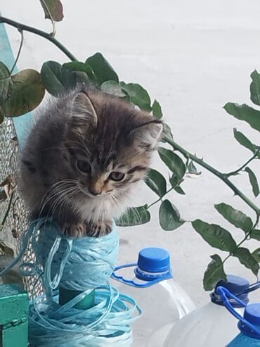 объявление отдам котят: Кошка даром: Беспородная, 2 месяца, Мальчик, Проглистована