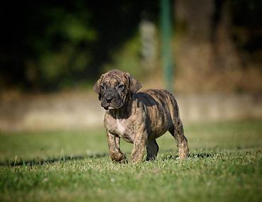 velika pudla: Na prodaju stenci Presa Canario izuzetnih krvnih linija, sa ozbiljnim — 5