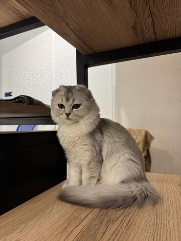 сколько стоит щенок хаски без документов: Шотландская вислоухая кошка (Scottish Fold), окрас серебристый