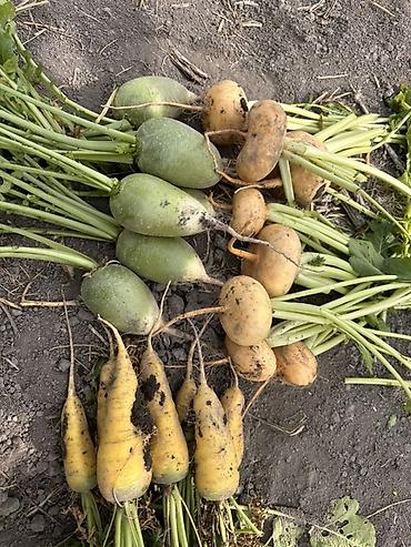 цены на мясо: В продаже оптом 
Морковь 
Редька длинная 
Репа желтая 
Копаем скоро — 2