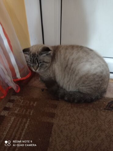 Продажа кошек: Кошка и котята