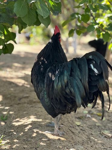 Xoruzlar: Xoruz, il: 1, Pulsuz çatdırılma — 5