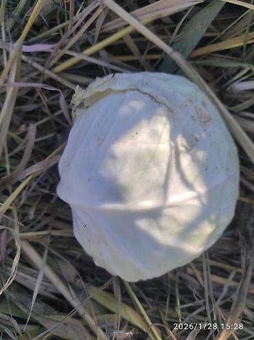 Капуста: Капуста Белокачанная — 6