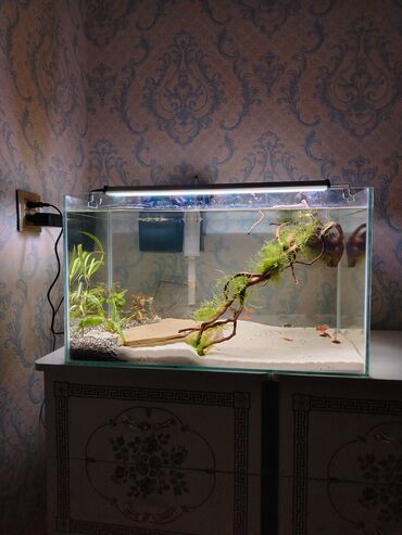 Akvariumlar: Dördbucaq akvarium, Balıqlarla birlikdə, 80 l, Pulsuz çatdırılma