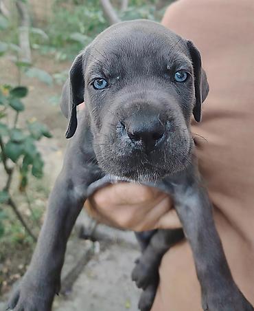 cane corso qiyməti: Kane-Korso, 1 ay, Dişi — 4