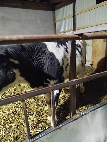 Коровы, быки: Продаю | Музоо, торпок | На откорм — 8