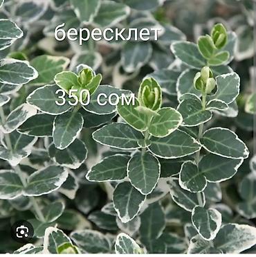 Декоративные деревья: Саженцы деревьев: Туи at lalafo.kg — 6 Декоративные деревья: Саженцы деревьев: Туи — 6