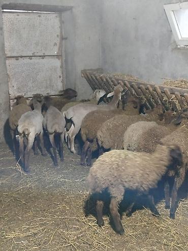 qala qoyunlar: Mal-qara: qoyun sürüsü - Növ: yerli qarışıq ətlik/yunlu qoyunlar - — 3