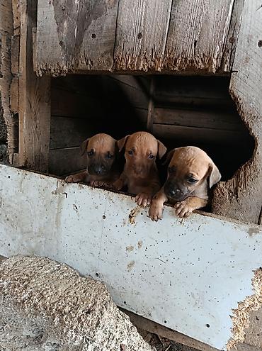 pitbull staff: Pitbul, 2 ay, Erkək, Ödənişli çatdırılma — 9