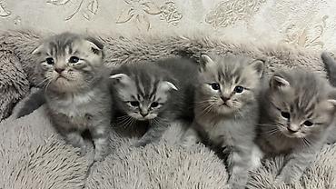 самоед щенок цена: 🐾 Продаются милые пушистые котята! 😻 Ищем любящих и заботливых хозяев — 4