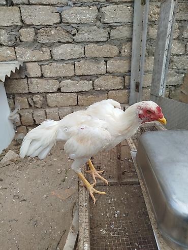 avstroluq xoruz: Cinsi yapondu 8 ci ayindadi hele teze ayilir tam saglam heyvandi — 4