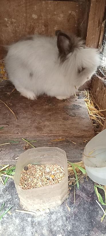 Dovşanlar: Temiz. qan. ankolka. balaları. satılır. 25 m — 6