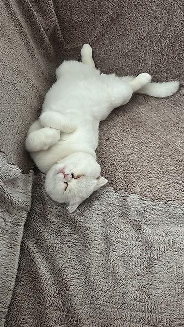 scottish fold: Şotland — 2