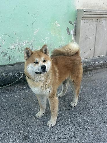 İtlər: Akita-inu, 5 ay, Erkək, Peyvəndli, Ödənişli çatdırılma — 1