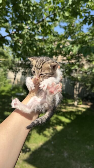 домик для кошек: Кошка даром: Беспородная, 1 месяц, Мальчик, Метис