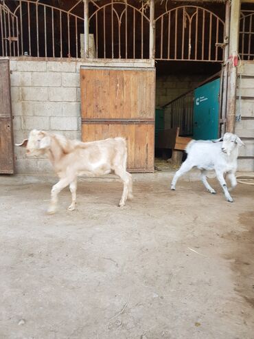 продаю дойных коров: Продаю | Козлёнок | Нубийская | Для разведения