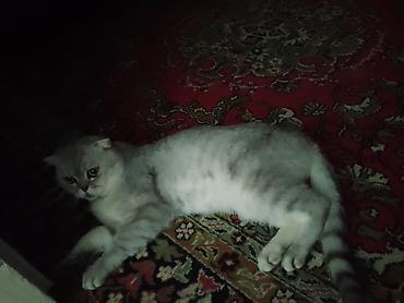 ingilis setteri it cinsinin digər adı: Scottish Fold pişiyi. Gümüşü-ağ rəng çalarlarında, qısa və sıx tüklü — 4