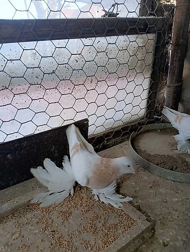 Птицы: Продаю молодых голубей 1 шт стоит пятьсот сом окончательно родители — 27