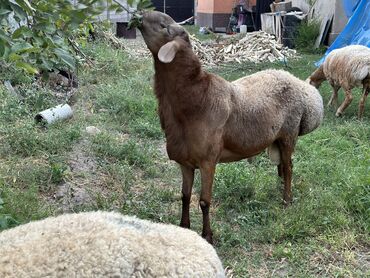 сколько стоит баран в таджикистане: Продаю | Баран (самец)