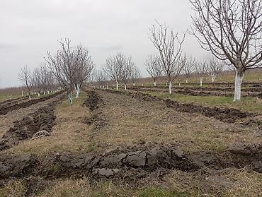 ciyələk ağacı satışı: 1həktar torpaq sahəsidir, 78sotunun sənədi var .Torpaq gilas — 2
