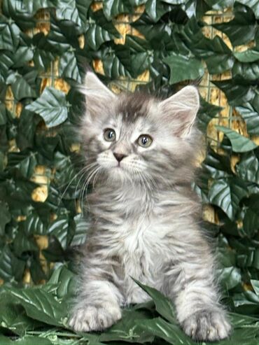 сиамские коты: 🐾Шикарный котенок мейнкун с полным пакетом докуметов 🐾Из элитного