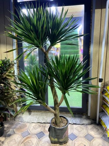 Драцены и Сансевиерии: Драцены и Сансевиерии — 8