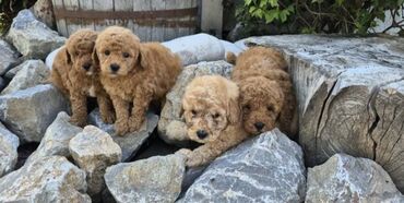 psi za tartufe: Maltipoo štenci MALTIPOO štenci izuzetnog kvaliteta i izgleda, veoma