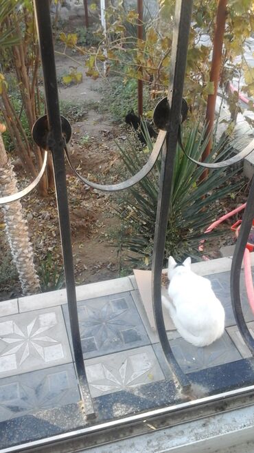 Həyət evləri və villaların satışı: 4 otaqlı, 300 kv. m, Orta təmir — 6