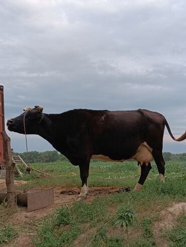 корова голштин: Продаю | Корова (самка) | Голштин | Для молока