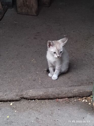 черный кот: Кошка даром: Беспородная, 3 месяца, Мальчик, Проглистована