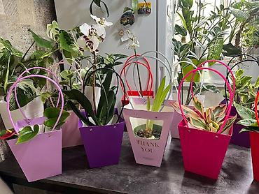 Монстеры: Монстера Альба и много других комнатных растений огромный — 17