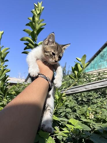 chi su: Котята домашние, помёт из нескольких малышей. Окрас: - полностью — 2