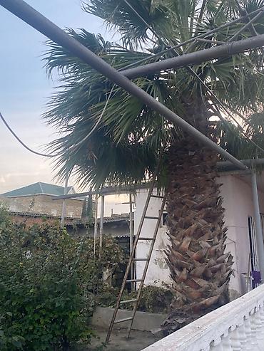 arpa qiyməti 2026: İri palma ağacı satılır 🌴 Həyət üçün iri, dekorativ palma ağacı — 2