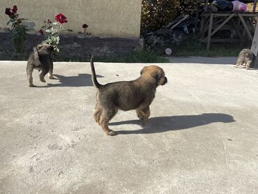 купить щенка корги: Ит бекер берилет: 2 айлык, Эркек