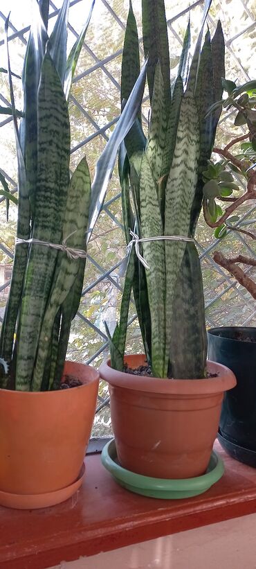Çöl bitkiləri: Sansevieria saxsı bitkisi - Növ: Sansevieria trifasciata (qayın