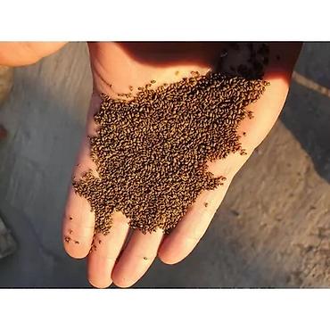 Другие зерновые культуры: Беде урук 100% Кыргызстан местный урук 7-8 жылдык (Кытай эмес — 3