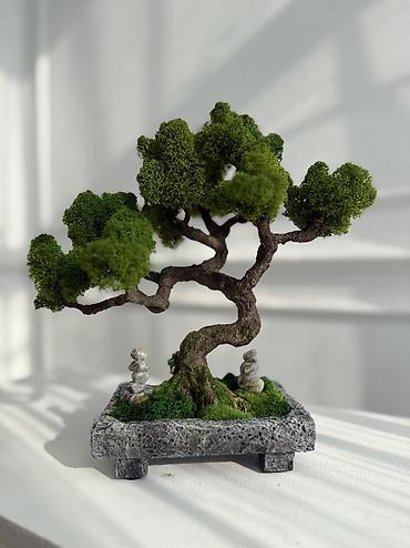 Декоративные цветы: Деревья-бонсай из натурального стабилизированного мха🌳 -это — 73