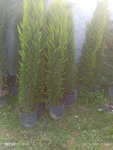 Thuja smaragd (həmişəyaşıl iynəyarpaq kollar) – qara plastik