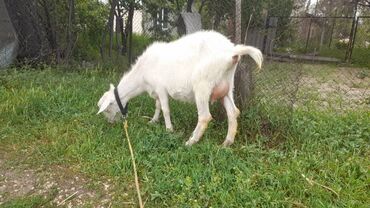 Козы, козлы: Продаю | Коза (самка) | Зааненская, Битал — 22