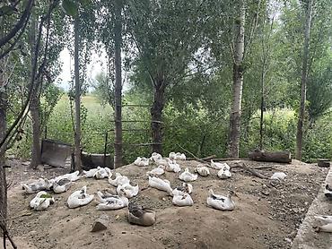 простые птички: Продам домашнюю птицу с подворья. - Гуси белые с серыми отметинами — 2