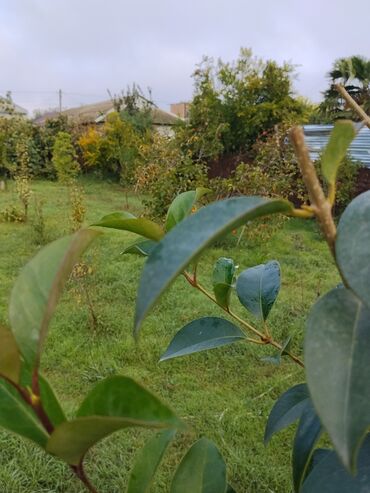 Ağaclar: Məhsul: Meyvə ağacları ilə yaşıllıq sahəsi (həyətyanı bağ)Günəşli — 2