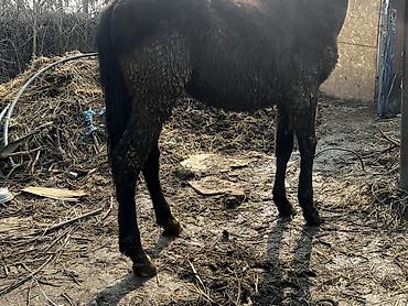 Лошади, кони: Продаю | Жеребенок | Кара Жорго | Для разведения — 5