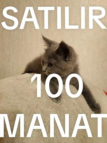 ev heyvanları: Boz rəngli balaca pişik balası - Qısa, sıx tük örtüyü, iri ifadəli — 8