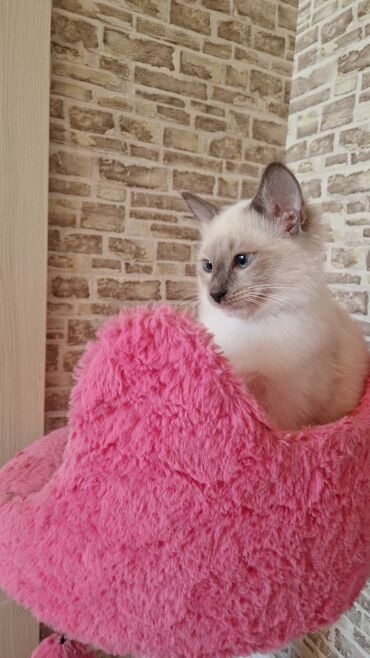 Pişiklər: Dişi, Pulsuz çatdırılma — 7