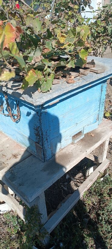 cuceye verilen adlar: Arı yesiyi və ramkalar satilir