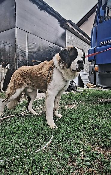 doberman cena: Bernardinac – odrasli mužjak - Rasa: Bernardinac (veliki planinski — 1
