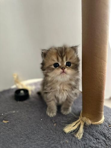 Pişiklər: Britan yastı qulaq, Erkək, Dişi — 2